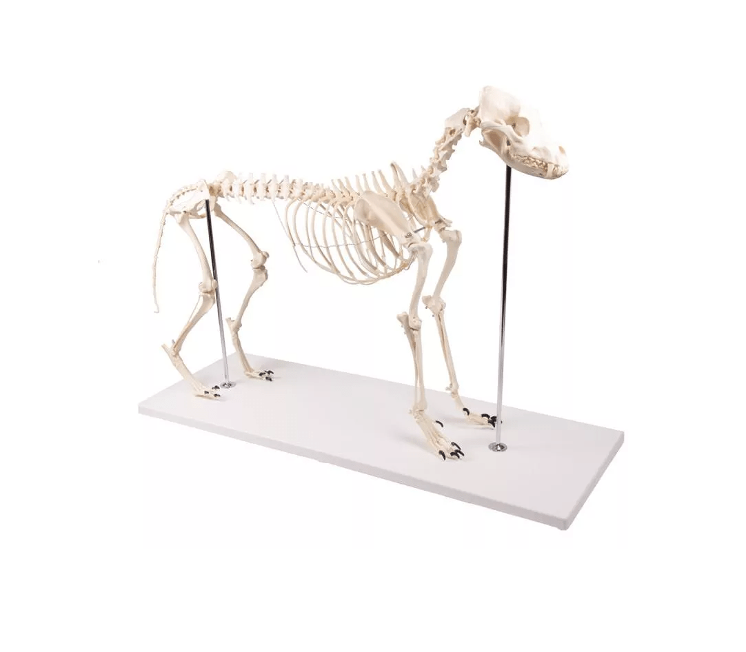 Hundeskelett "Olaf", natürliche Größe - Erler - Zimmer